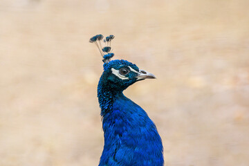 Obraz premium portrait of a blue peacock against the backdrop of an autumn garden