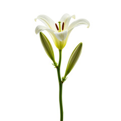 Obraz premium Single white lily symbolizing hope and renewal