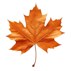 A vibrant red maple leaf, among others isolated  showcases the beauty of autumn foliage