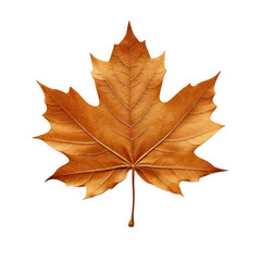 Fototapeta premium A vibrant red maple leaf, among others isolated showcases the beauty of autumn foliage