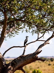 A secretary bird on an acacia tree on the Masai Mara savannah, Kenya