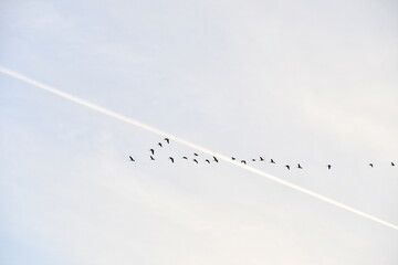 Contrail and Flock of Geese