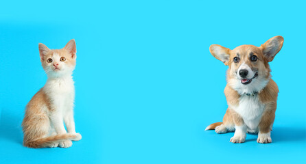 Cute Corgi dog sitting on blue background