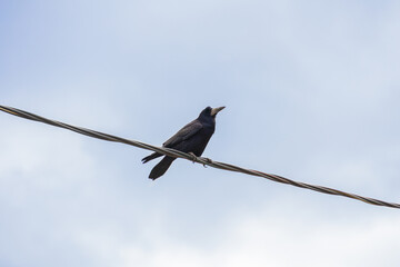 A black raven sits on a wire against a blue sky. Raven on an isolated background