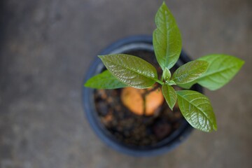 Close up growth of avocado seedlings