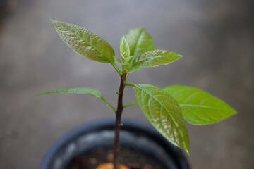 Close up growth of avocado seedlings