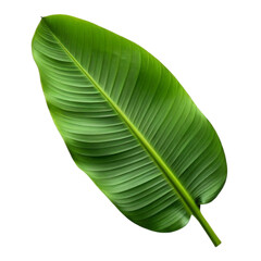 green leaf isolated