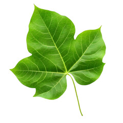green leaf isolated