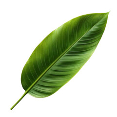 Obraz premium green leaf isolated