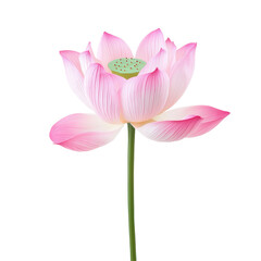 Fototapeta premium A stunning pink lotus flower blooming in pristine transparent background with delicate petals and details, Beautiful lotusSingle lotus flower isolated on transparent background