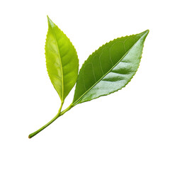 Obraz premium Fresh green tea leaves isolated on a transparent background showcasing their vibrant color and natural texture, greentea leaf isolated on transparent background