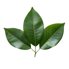 Obraz premium Fresh green leaf isolated on white