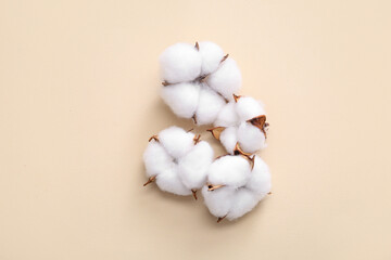 Cotton flowers on beige background