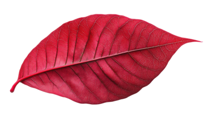 Autumn red leaf on transparent background