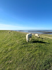 Grazing flock of sheep on a dyke in East Frisia, blue sky. Germany, East Frisia, Norddeich. Version 2