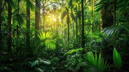 Fototapeta premium Lush rainforest at sunrise, sunlight filtering through dense canopy.