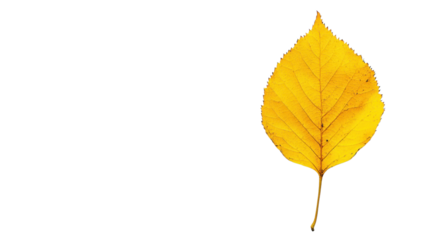 Autumn yellow leaf on transparent background