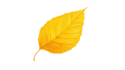 Autumn yellow leaf on transparent background