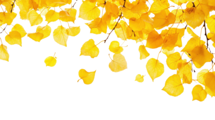Autumn yellow leaf on transparent background