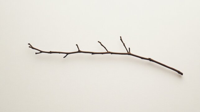 Single bare twig on white background.