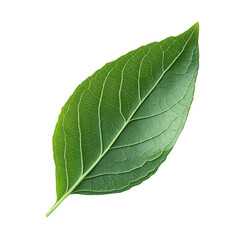 A bright green leaf isolated on a plain transparent background showcasing natural beauty and fine details, green leaf on transparent backgroundfile