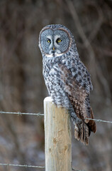 Great Gray Owl on Post