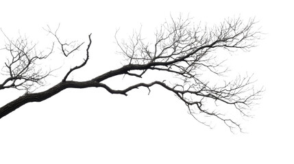 Dry tree branch on transparent background 