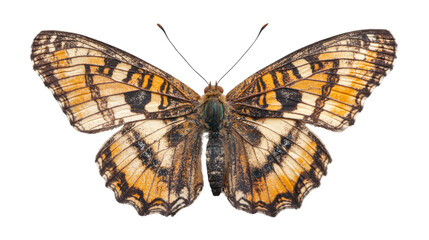 Fototapeta premium Butterfly on transparent background