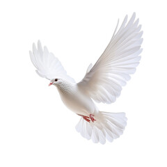 A beautiful dove symbolizing freedom and peace soaring against a crisp transparent background in shades, dove freedom peace symbol isolated on transparent background