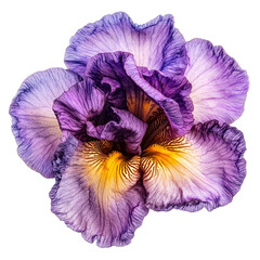 Vibrant iris flower displaying intricate petals in hues of purple and yellow against a clean transparent background, vibrant iris in style, isolated on a transparent background for design layouts