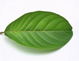 Fototapeta premium Fresh Guava Leaves Isolated on White Background