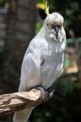 Close-up of a Sulphur-crested Cockatoo perched on a branch. Beautiful white plumage and vibrant yellow crest. Wildlife photography. The Parrot Place, Kerikeri, Northland, NZ