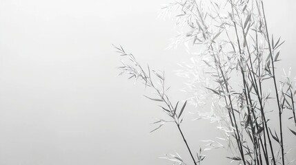 Obraz premium Monochrome misty bamboo stalks and leaves.