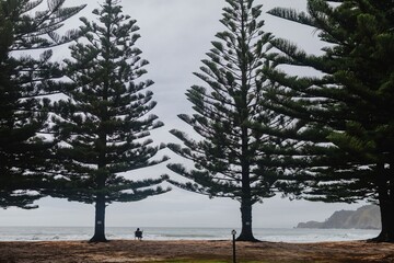 Solo beachgoer enjoys the overcast day. Coastal scene with person relaxing under tall pines,...