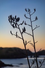 Fototapeta premium Silhouette of a New Zealand flax plant at sunset. Nature's beauty in the twilight. , Matauri Bay, Northland, NZ