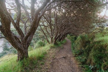 Naklejka premium Sunlight filters through a pohutukawa tree tunnel on a forest path. Tranquil nature scene. Matauri Bay, Matauri Bay, Northland, NZ