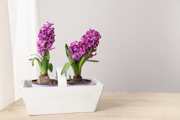 White basket with hyacinths on wooden table near light wall