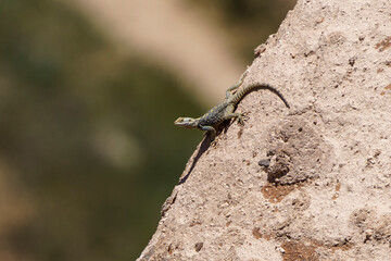 Turkey - Cappadocia - Red Valley - Starred Agama (Laudakia stellio)
