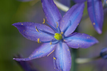 A close up image of a purple camas flower on Vancouver Island.