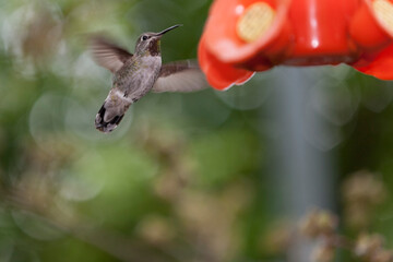 A hummingbird at a feeder