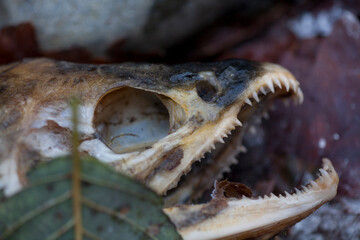 A close up image of spawned salmon on Vancouver Island.