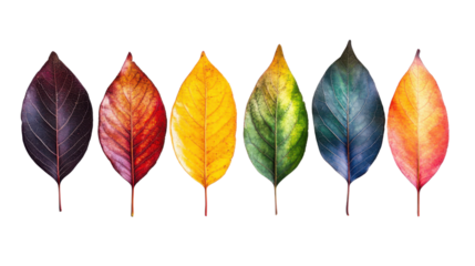 Autumn leaves on transparent background 