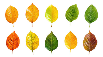 Obraz premium Autumn leaves on transparent background 