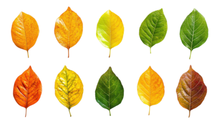 Autumn leaves on transparent background 