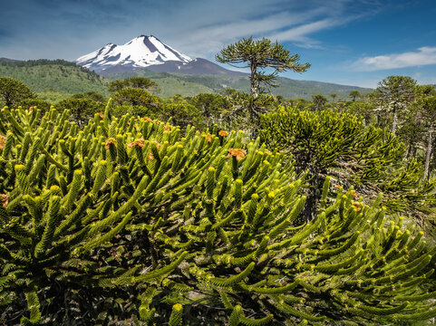 Llaima volcano and Monkey puzzle trees (Araucaria araucana) in Conguill&iacute;o National Park, Chile