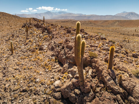 Cardon cactus (Leucostele atacamensis) at River gorge Quebrada Jorquencal O Escalera in Guatin near San Pedro de Atacama, Chile