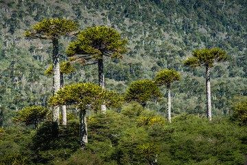 Monkey puzzle tree, Araucaria araucana, Chile
