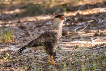 Crested caracara (Caracara plancus) in Chile