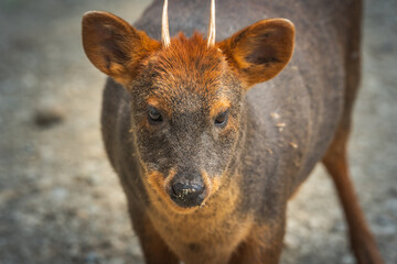 Pudu, South American deer at Chiloe Island, Chile