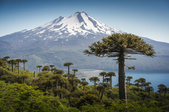 Llaima volcano and Monkey puzzle trees (Araucaria araucana) in Conguill&iacute;o National Park, Chile